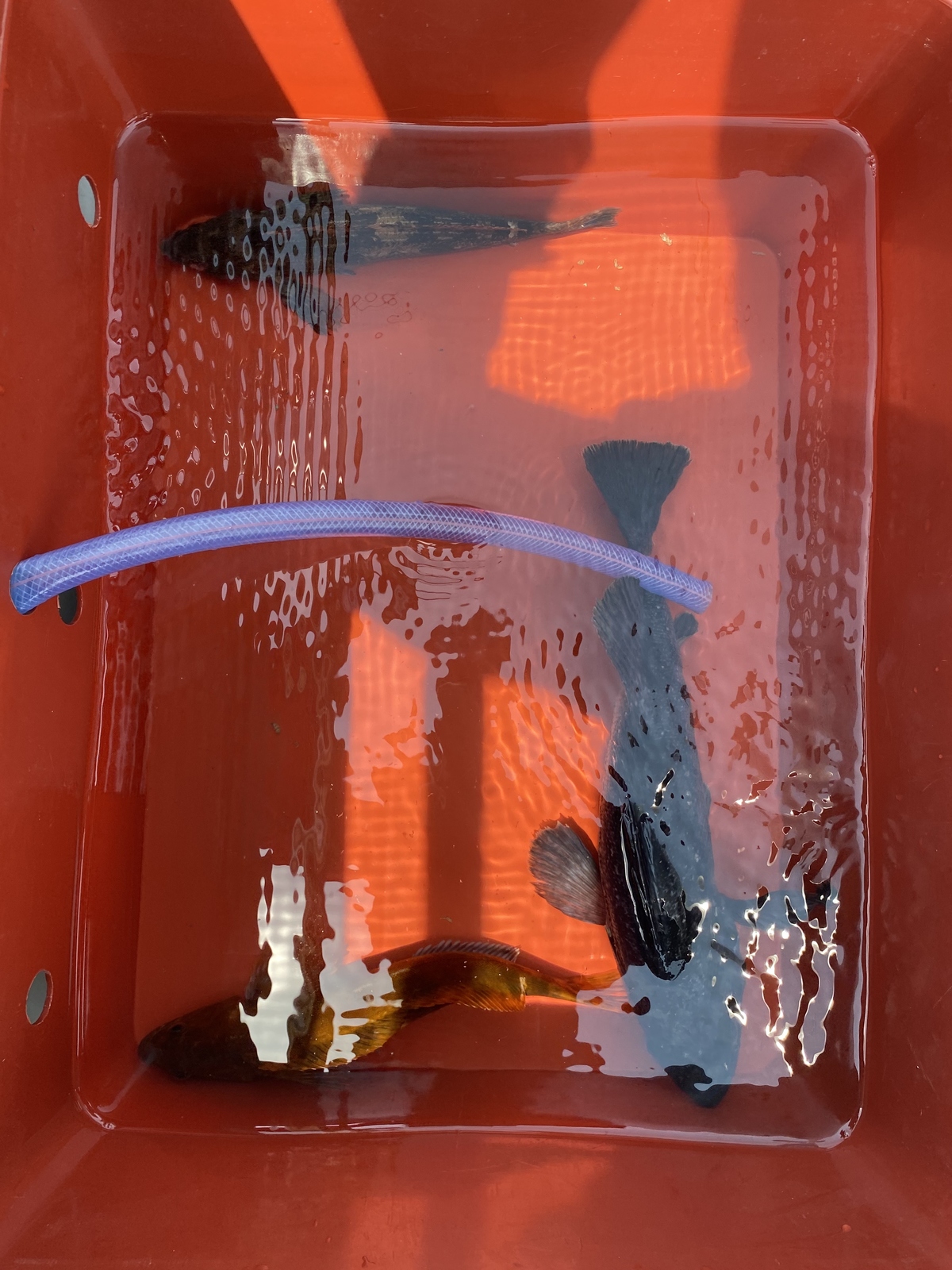 8dd4c4907195bd7c4d503926feb54366_1683719050_9723.jpg