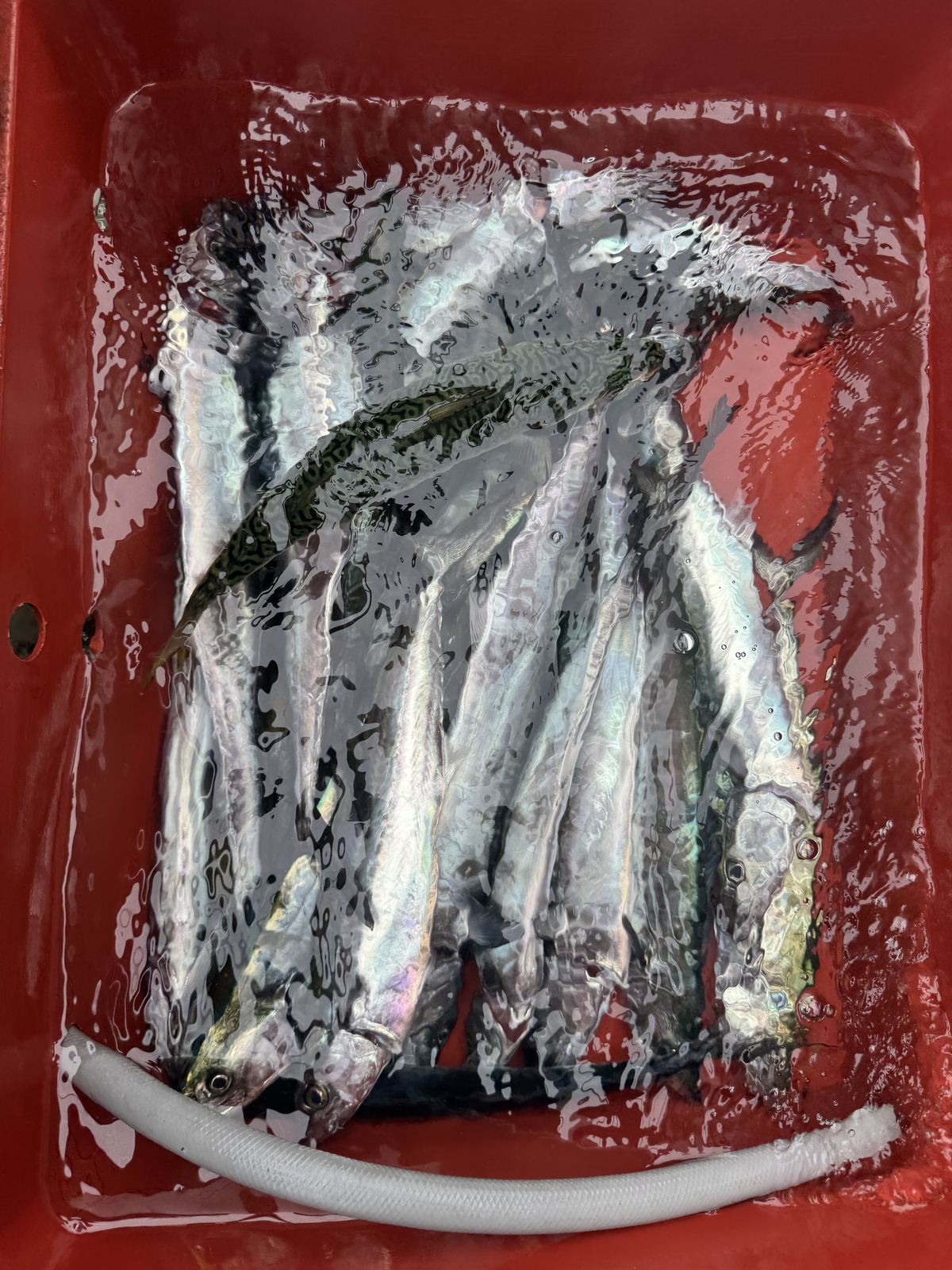 ab60b8d462deee9052c0c750f99041b5_1760165380_5389.jpg
